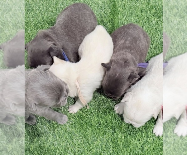 Medium Photo #12 French Bulldog Puppy For Sale in PORTSMOUTH, VA, USA