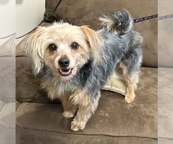 Medium Photo #2 Mutt Puppy For Sale in Mundelein, IL, USA