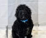 Small Photo #7 Poodle (Miniature) Puppy For Sale in DUNDEE, OH, USA