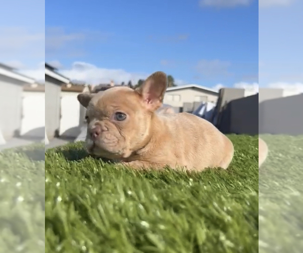 Medium Photo #19 French Bulldog Puppy For Sale in LAS VEGAS, NV, USA