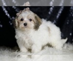 Small Photo #25 Maltipoo Puppy For Sale in WARSAW, IN, USA