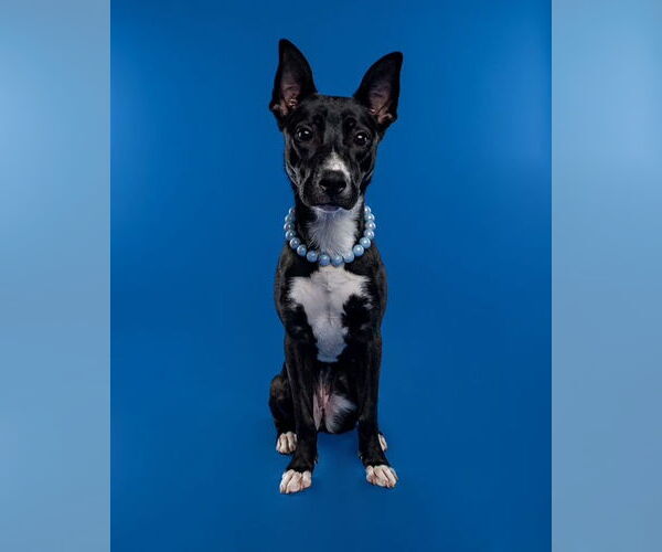 Medium Photo #11 American Pit Bull Terrier-Unknown Mix Puppy For Sale in Stevens Point, WI, USA