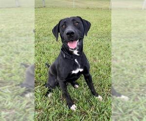 Labrador Retriever Dogs for adoption in Rosenberg, TX, USA
