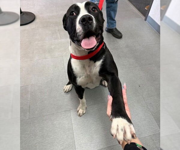 Medium Photo #1 Mutt Puppy For Sale in San Bernardino, CA, USA