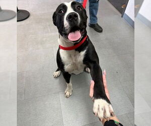 Mutt Dogs for adoption in San Bernardino, CA, USA