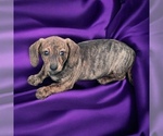 Puppy Lolly Dachshund
