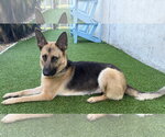 Small #10 German Shepherd Dog