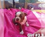 Small Photo #15 Boston Terrier Puppy For Sale in PICO RIVERA, CA, USA