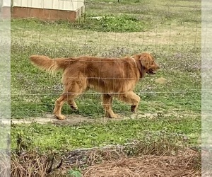 Father of the Golden Retriever puppies born on 03/15/2025