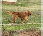 Small Photo #1 Golden Retriever Puppy For Sale in COTTONDALE, FL, USA