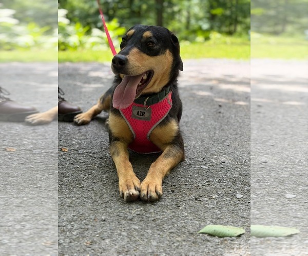 Medium Photo #1 Mutt Puppy For Sale in Hinton, WV, USA