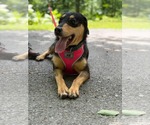 Small Photo #1 Mutt Puppy For Sale in Hinton, WV, USA