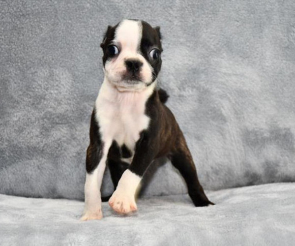 Medium Photo #4 Boston Terrier Puppy For Sale in HOMINY, OK, USA