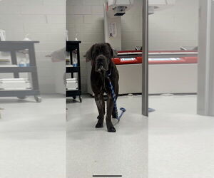 Neapolitan Mastiff Dogs for adoption in Ellisville, MO, USA