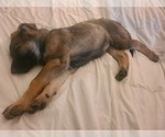 Small #5 German Shepherd Dog