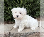 Flynn - Male Maltese Puppy for Sale - Photo #4