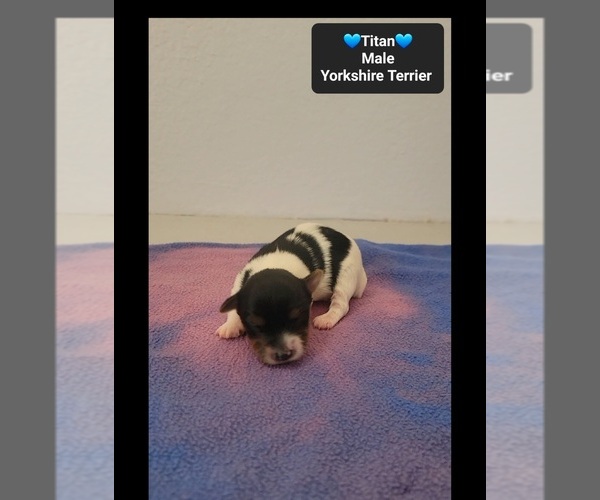 Medium Photo #3 Yorkshire Terrier Puppy For Sale in TUCSON, AZ, USA