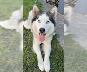 Alaskan Malamute Dogs for adoption in Stockton, CA, USA