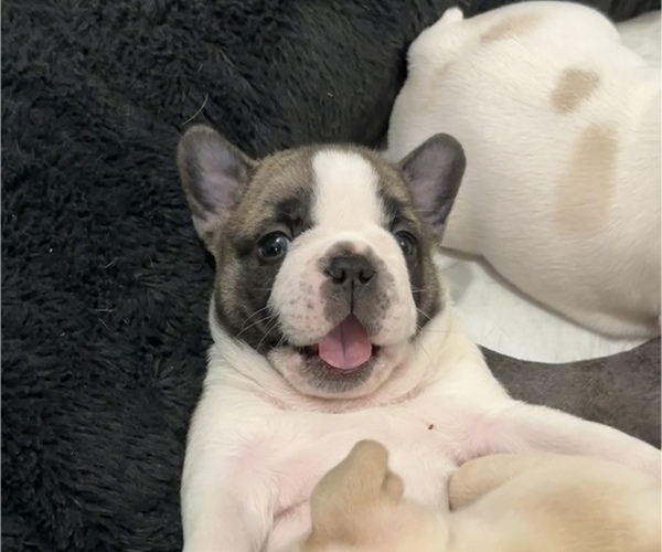 Medium Photo #2 French Bulldog Puppy For Sale in MISSION, TX, USA