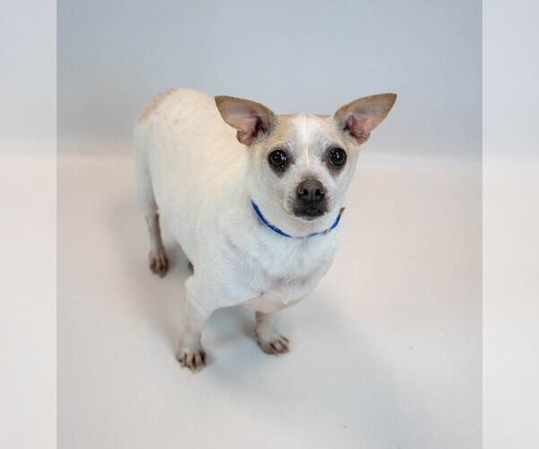 Medium Photo #6 Chihuahua-Unknown Mix Puppy For Sale in Kennesaw, GA, USA
