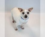 Small #5 Chihuahua Mix