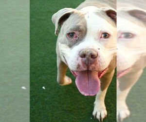 Mutt Dogs for adoption in Sacramento, CA, USA