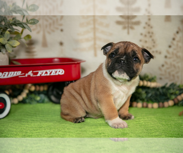 Medium Photo #19 Beabull Puppy For Sale in FRESNO, OH, USA