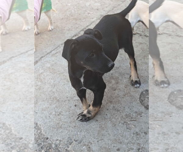 Medium Photo #7 Labrador Retriever-Unknown Mix Puppy For Sale in Escondido, CA, USA