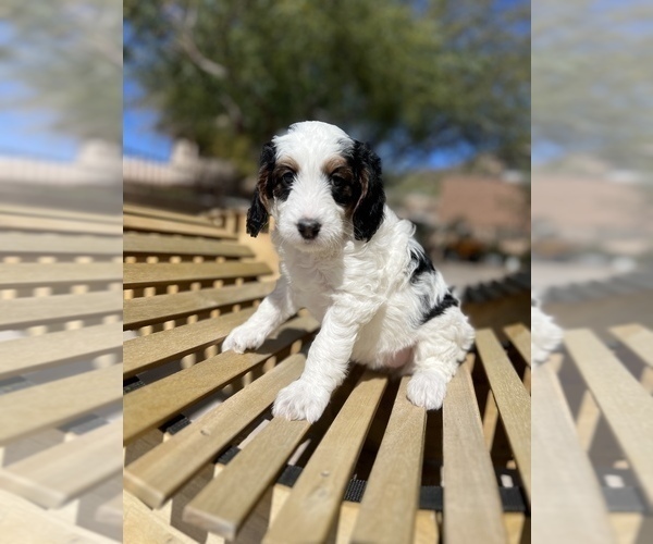 Medium Photo #1 Bernedoodle Puppy For Sale in PHOENIX, AZ, USA