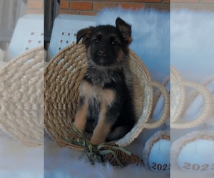 German Shepherd Dog Dogs for adoption in ALBUQUERQUE, NM, USA