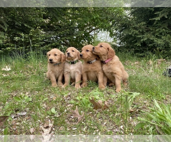Medium Photo #3 Golden Retriever Puppy For Sale in MONON, IN, USA