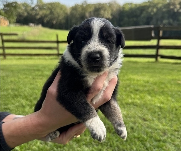 Medium Photo #2 Australian Shepherd Puppy For Sale in SENECA, SC, USA