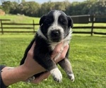 Small #1 Australian Shepherd