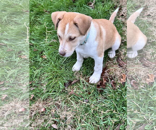 Medium Photo #3 Siberian Husky-Unknown Mix Puppy For Sale in Ball Ground, GA, USA