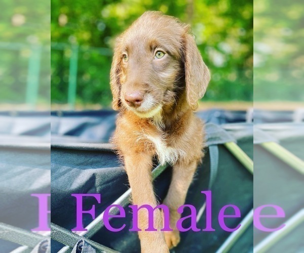 Medium Photo #1 Labradoodle Puppy For Sale in THOMASVILLE, GA, USA