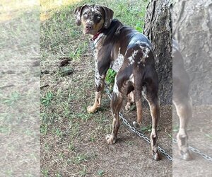 Father of the Catahoula Leopard Dog puppies born on 05/26/2023