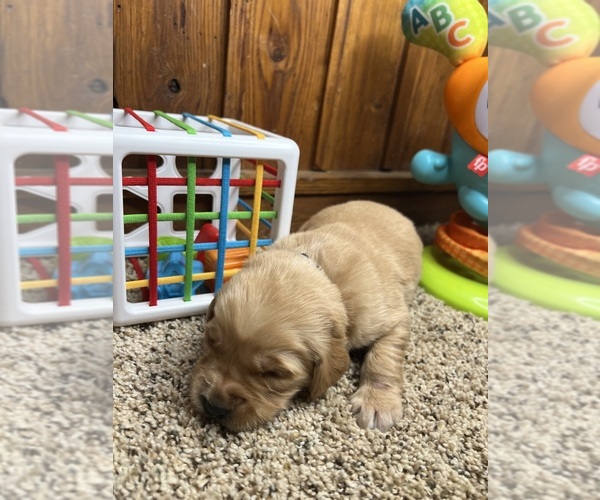 Medium Photo #13 Golden Retriever Puppy For Sale in NEOLA, WV, USA