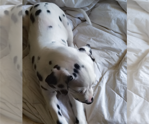 Medium Photo #5 Dalmatian Puppy For Sale in CHARLOTTE, NC, USA