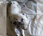 Small #4 Dalmatian