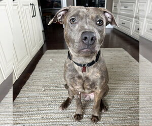 Mutt Dogs for adoption in Fargo, ND, USA