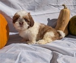 Small #2 Shih Tzu