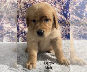 Golden Retriever Puppy for sale in AZLE, TX, USA