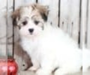 Zuchon Puppy for sale in MOUNT VERNON, OH, USA