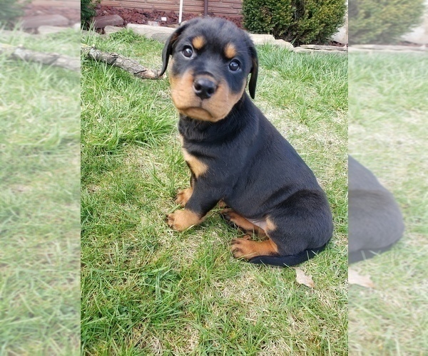 Medium Photo #3 Rottweiler Puppy For Sale in STEUBENVILLE, OH, USA