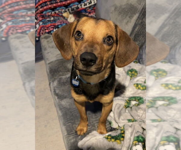 Medium Photo #1 Beagle-Unknown Mix Puppy For Sale in Springdale, PA, USA