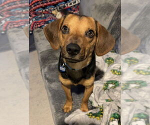 Beagle-Unknown Mix Dogs for adoption in Springdale, PA, USA