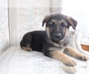 German Shepherd Dog Puppy for sale in SHILOH, OH, USA