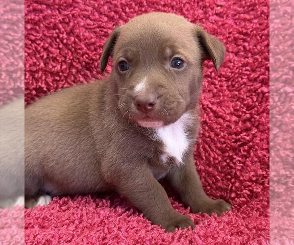 Medium Photo #4 Colonial Cocker Spaniel-Unknown Mix Puppy For Sale in San Diego, CA, USA