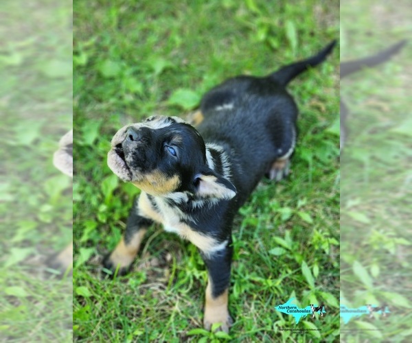 Medium Photo #1 Catahoula Leopard Dog Puppy For Sale in MORAN, MI, USA