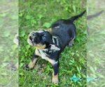Image preview for Ad Listing. Nickname: Blaze